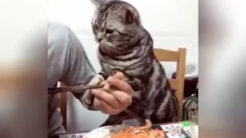 Best Funny Cats Videos in 2023 🤣 - Funniest Cats And Dogs Videos 😺🐶😍🤣