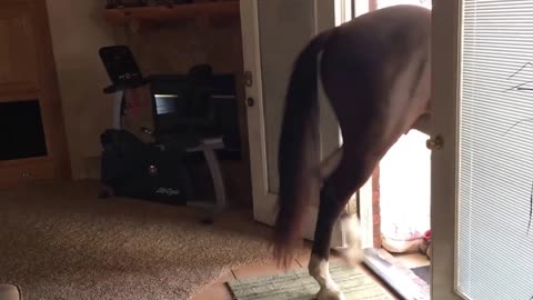 Friendly Horse Comes Inside The House To Chill With Owner