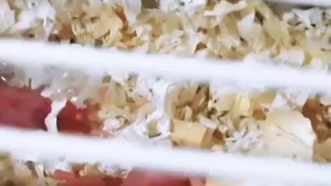 Hamster's First Day of Giving Birth