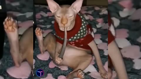 Best Funny Animal Videos Of The 2023 Funniest Cats And Dogs Videos