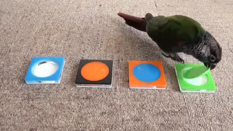 Watch this genius parrot that astonished everyone
