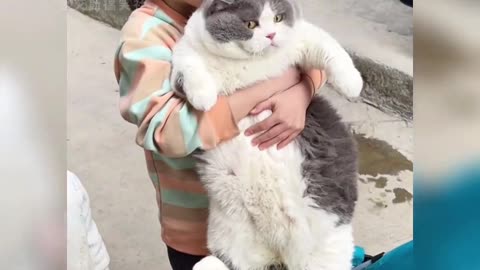 Those super fat funny cats