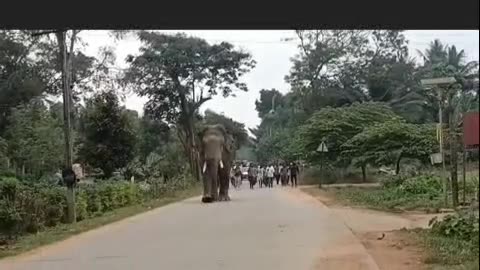 ESCORT TO ELEPHANT