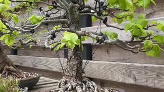 Here’s a tree that used to look more like a bonsai