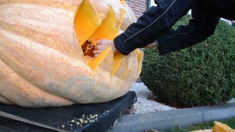 How to carve a 600 kg Giant Pumpkin and take a look inside