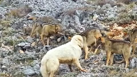 When sheepdogs fight with wolves