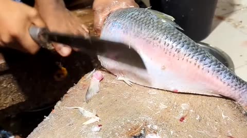 Amazing Fish catting