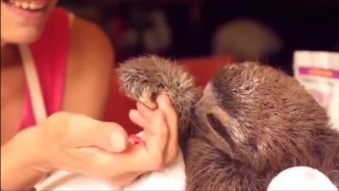 Baby Sloths Being Sloths - FUNNIEST COMPILATION