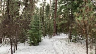 Luscious Ochoco National Forest – Central Oregon – 4K