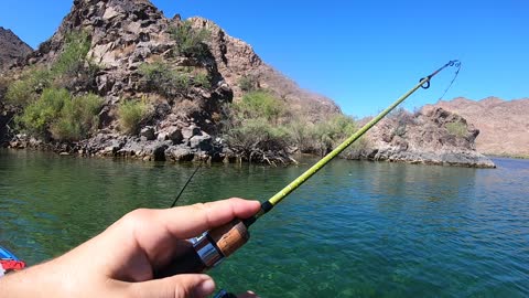 Monster trout in VEGAS