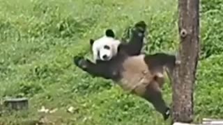 pandas taking tumbles very funny