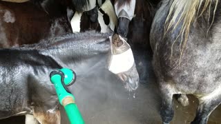 Cute foal loves drinking out of hose