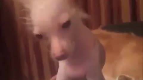 Funny animal videos|Cute animal videos |Funny dog&cat videos|Hilarious pet videos|Funny video