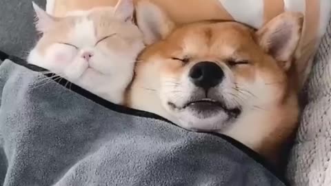 cats and dogs funny life together