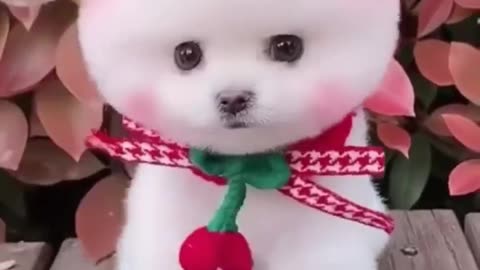 cute dog video