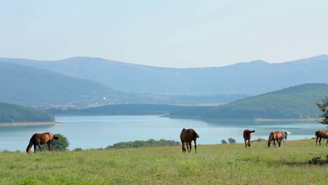 Beautiful mountain landscape with a herd of domestic horses