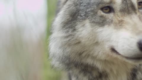Wolf close up slow motion