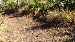 Hiking in Florida