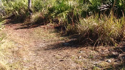 Hiking in Florida