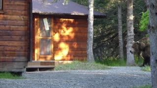 Wild Popeye(Bear) walks by ranger cabins