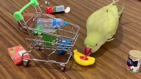 Compilation of Amusing Parrots