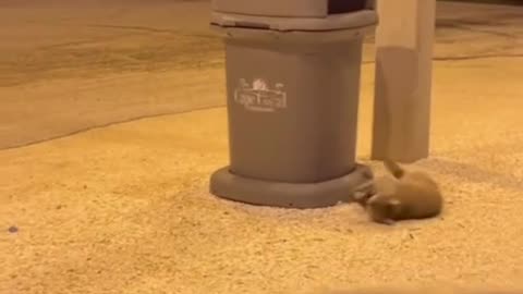 The raccoon got a little drunk🍺🍺🍺🍺