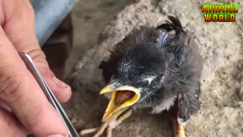 Baby bird rising by feeding and learn how to feed baby bird