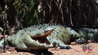 Australian girl, 12, killed by crocodile while swimming in creek