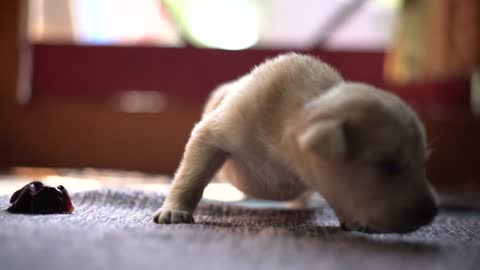 Small white newborn puppy, a cute pet moment to see