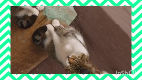 cute cat | cat | cute creation | funny cat #Neha Ali