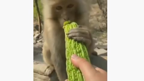 Funny animals videos Part 2😂😂😂