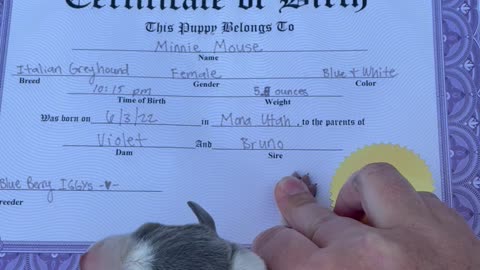 Puppy's Official Birth Certificate