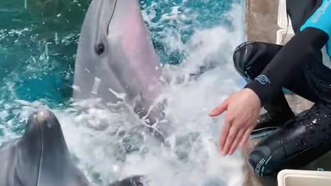 Dolphin Fish Tricks