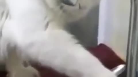 Funny videos funny cats 🤣🤣😂