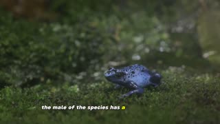 The Platypus: Nature's Marvelous Mosaic