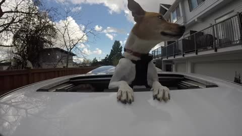 Basenji cross Poncho goes for a drive in the city