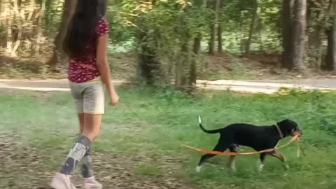 Dog takes its human for a walk