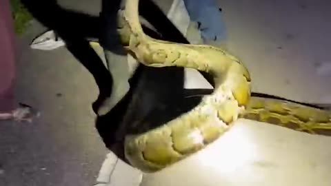 Python hunters wrestle 19-foot-long record-breaking snake #Shorts