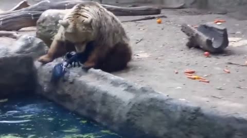 A strange situation of a bear saving a crow after it fell into the pond