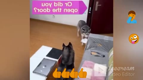 funny animal videos