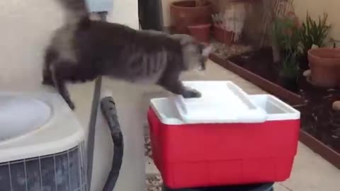 funny cats video ever seen