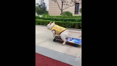 A dog named Bob likes to ride a skateboard