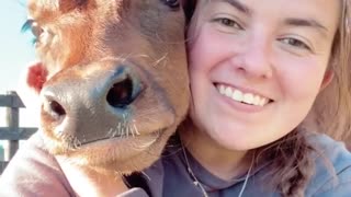 Cow youngster loves to cuddle with human