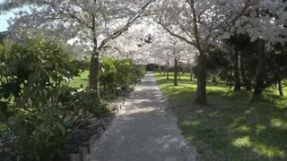 Cherry Blossom(Sakura) at the Park