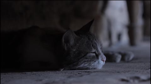 Cute cat sleeping