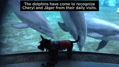The Unlikely Story Of A Dog And His Dolphin Friends