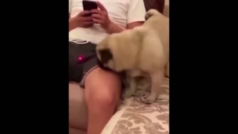Hilarious Dog Funny Video
