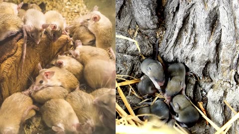 How to control the roedent population - mice, rats in your property?