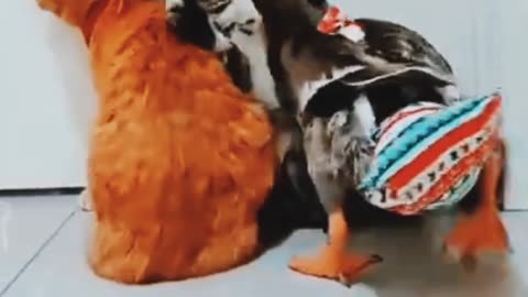 Pet's funny moments #shorts, #viral, #funnyduck, #funnyreels, #funnydog,#cutecats, #funnypets