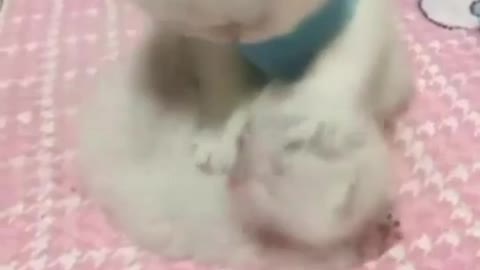 Two kittens playing funny Video